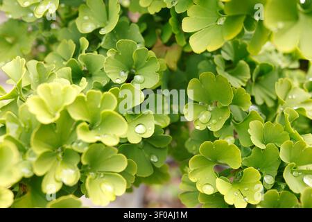 Feuilles vertes de Ginkgo biloba avec des gouttes d'eau fraîches après la pluie en gros plan. Texture de plante médicinale naturelle pour supplément de mémoire cérébrale biologique Banque D'Images