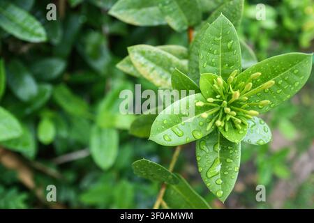 Une vue en contre-plongée de boutons de fleurs Ixora jaunes avec des gouttes d'eau sur des feuilles vertes après la pluie pour des publications éditoriales botaniques. Banque D'Images