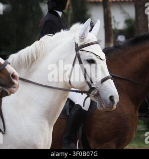 Un cliché en angle latéral de deux beaux chevaux domestiques – un blanc et un brun foncé – debout proche l’un de l’autre dans un environnement d’écurie de ferme, capturant un Banque D'Images
