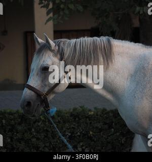 Un portrait en profil latéral net d'un beau cheval blanc ou gris portant un licol sombre avec une longe, debout à l'extérieur près d'un enclos d'écurie. Banque D'Images