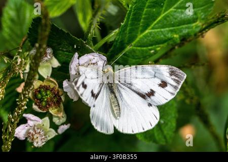 Un petit papillon blanc reposant sur une plante. Banque D'Images