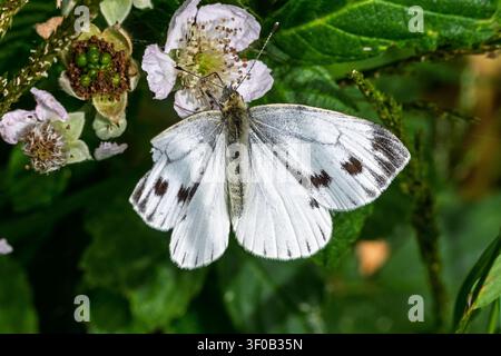 Un petit papillon blanc reposant sur une plante. Banque D'Images