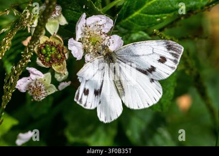 Un petit papillon blanc reposant sur une plante. Banque D'Images