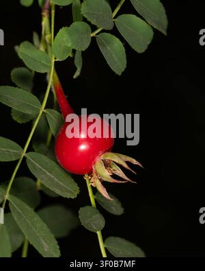 Macro d'un bouton de rose rouge - Rosa spinosissima fleur fermée dans son habitat naturel. Photo de haute qualité Banque D'Images