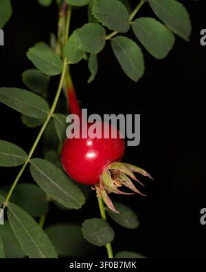 Macro d'un bouton de rose rouge - Rosa spinosissima fleur fermée dans son habitat naturel. Photo de haute qualité Banque D'Images