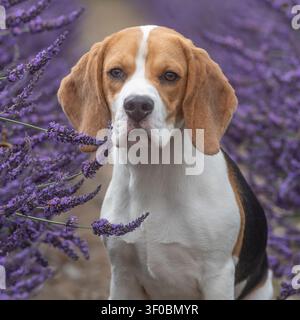 Chien beagle dans des fleurs de lavande Banque D'Images