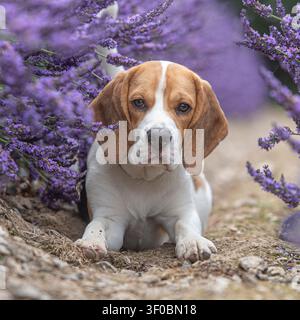 Chien beagle dans des fleurs de lavande Banque D'Images