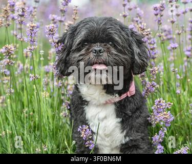 Chien Shih Tzu dans des fleurs violettes estivales Banque D'Images