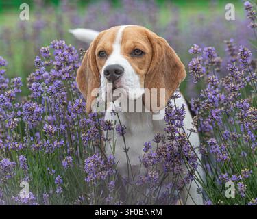 Beagle dans un jardin de lavande Banque D'Images