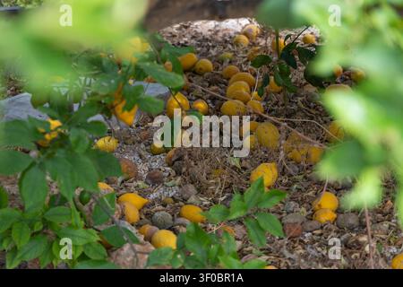 De nombreux citrons jaunes sont tombés des branches et gisent sur la terre sèche et le gravier, certains partiellement cachés par les feuilles Banque D'Images