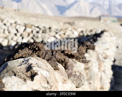 Séchage de fumier de yak sur le mur dans le village de haute altitude, utilisé comme biocarburant dans le Ladakh, Inde. Banque D'Images