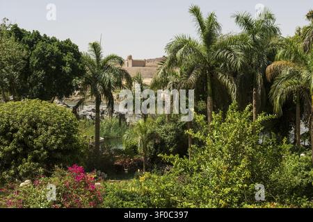 Jardin botanique d'Assouan sur une île du Nil, Assouan, Haute-Égypte, Égypte Banque D'Images