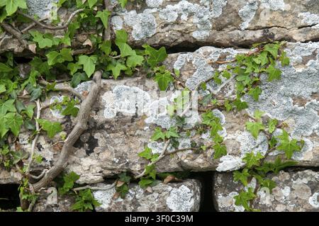 Araliacées, vent des arbres, lierre commun, Hedera helix, Suède, mur de pierre sèche, lierre, flore, plantes, plantes, Suède, mur de pierre sèche, Oeland Banque D'Images