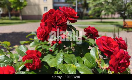 Des roses rouges vibrantes épanouissent dans un parc urbain ensoleillé Banque D'Images