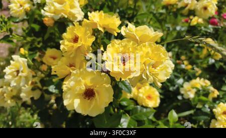 Beau buisson de roses arbustives jaunes en fleurs dans un jardin d'été Banque D'Images
