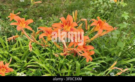 Fleurs de hélianthe orange vives en pleine floraison dans le jardin d'été Banque D'Images