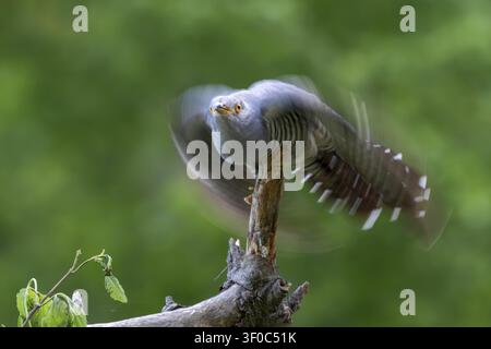 Coucou (Cuculus canorus), mâle, s'envolant d'une branche, Littlewood Ranch, Limbach, Burgenland, Autriche Banque D'Images