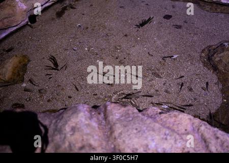 Petits poissons frétillant nageant au-dessus d'un fond sablonneux près des pierres dans l'eau peu profonde d'un aquarium marin en arrière-plan. Banque D'Images