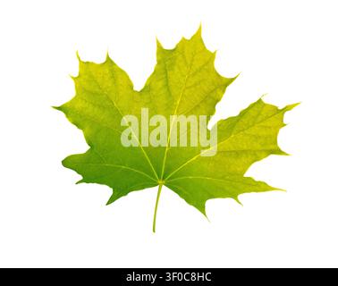 Feuille d'érable verte fraîche isolée sur un fond blanc propre, symbolisant la transition de l'été à l'automne. Veines détaillées de la feuille, texture naturelle, a Banque D'Images