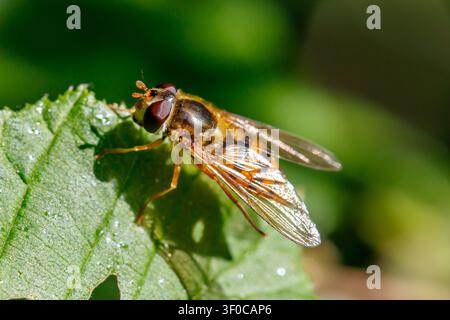 Photo macro d'une mouche volantine du printemps tardif (Meliscaeva cinctella) reposant sur une feuille verte, montrant des yeux composés détaillés et un abdomen élancé. Banque D'Images