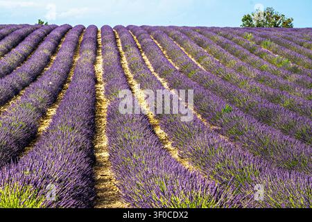 Rangées de lavande violette en fleur s'étendant vers l'horizon dans un champ sous un ciel bleu clair en Provence, France, en été Banque D'Images