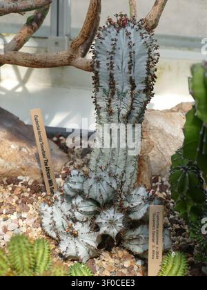 Euphorbia horrida flocon de neige, également appelé tonneau à lait africain, poussant dans un jardin botanique. , Volunteer Park Conservatory, Seattle Banque D'Images