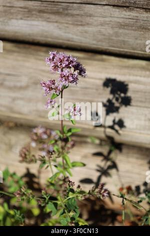 Orgeano en fleurs dans le jardin d'été Banque D'Images