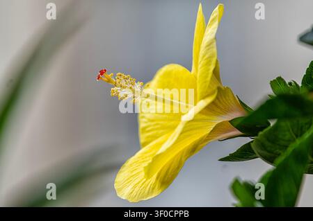 Une vue rapprochée d'une fleur d'hibiscus jaune Banque D'Images