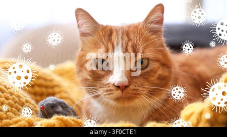 Gros plan de chat orange avec souris jouet et illustrations de virus Banque D'Images