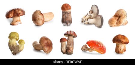 Divers champignons sauvages isolés sur fond blanc Banque D'Images