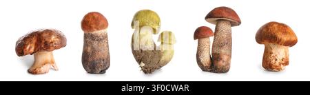 Divers champignons sauvages isolés sur fond blanc Banque D'Images