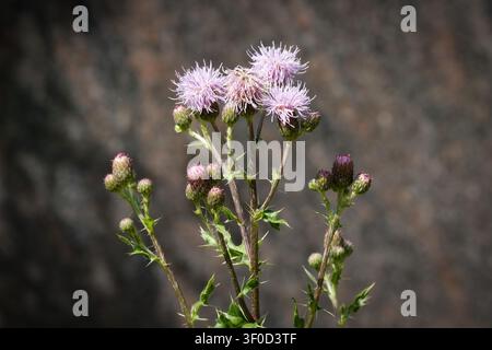 Une cirse rampante (Cirsium arvense) violette en fleur avec des bourgeons pointus en mise au point nette sur un fond rocheux sombre et flou sous la lumière estivale Banque D'Images