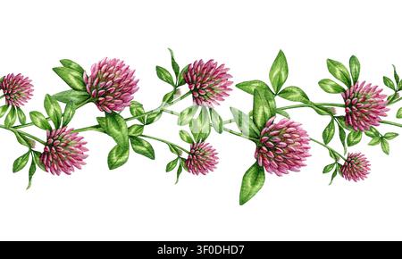 Élément de décoration de bordure sans couture en herbe trèfle rouge isolé. Illustration aquarellée de trifolium pratense dessinée à la main, décoration botanique en herbe médicinale. Banque D'Images