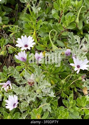 Tapis dense de fleurs de marguerite africaine blanches et violet pâle avec des feuilles vertes groupées et une couverture du sol argentée tolérante à la sécheresse dans un parterre de jardin avant. Banque D'Images