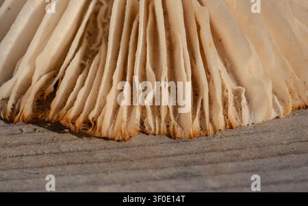 Vue macro en plein cadre abstraite mettant l'accent sur le motif linéaire complexe des lamelles de champignons sauvages Banque D'Images