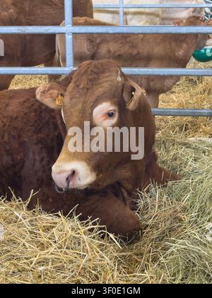 Taureau Limousin brun avec anneau nasal allongé sur la paille dans un enclos de ferme Banque D'Images