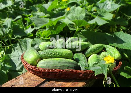 Concombres dans un panier devant un fond de buissons de concombres. Récolte de légumes naturels à la ferme. Banque D'Images
