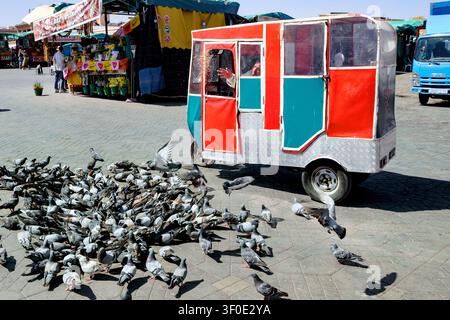 Un chauffeur de taxi tuk-tuk distribue de la nourriture pour pigeons, Jemaa el-Fnaa / Place Djema el-Fna, Médina, Marrakech, Maroc, Afrique du Nord Banque D'Images