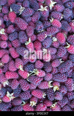Photographie verticale en plein cadre de framboises mûres fraîchement cueillies vues de dessus. Les baies rouge vif créent une texture naturelle riche, parfaite pour foo Banque D'Images