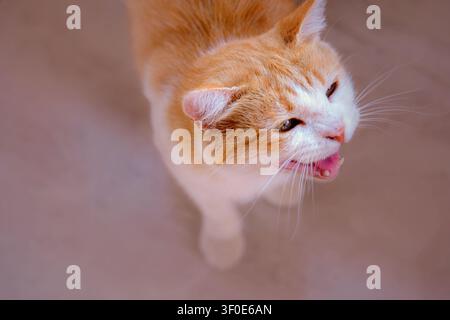 Portrait rapproché d'un chat domestique roux et blanc miaulant à l'intérieur. Montrant les moustaches, la bouche ouverte et un visage expressif. Image parfaite pour un animal de compagnie, félin Banque D'Images