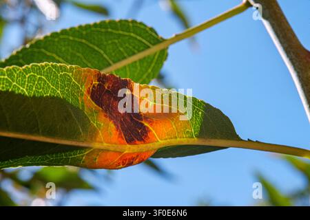 Macro d'une feuille verte montrant des signes visibles de maladie de la rouille avec une décoloration orange et brune. La lumière du soleil met à nouveau en évidence la zone affectée Banque D'Images