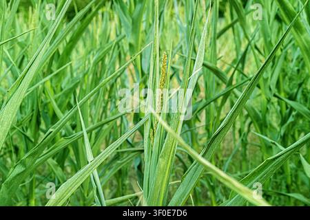 Grossissement rapproché capturant la texture luxuriante des feuilles de maïs vertes qui se chevauchent et l'épi doré en développement des jeunes plants de maïs. Fond idéal pour Banque D'Images