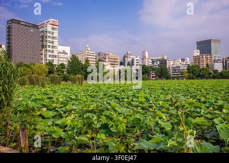 Étang Shinobazu dans le parc Ueno, ville de Taito, Tokyo, Japon. Les vastes eaux couvertes de lotus de l'étang Shinobazu créent un arrière-plan naturel frappant contre t Banque D'Images