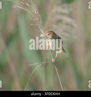 Cisticole des marais, Cisticola juncidis, l’oiseau est perché sur une tige et porte du matériel de nidification dans son bec, printemps, Majorque, Espagne Banque D'Images