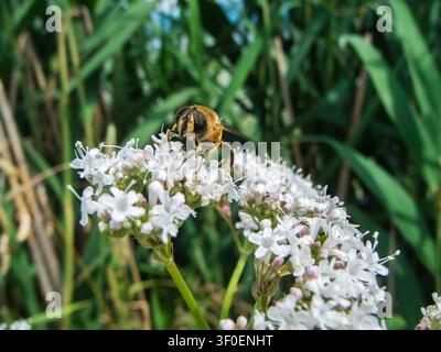 Close-up d'une abeille à fumier (lat: Eristalis tenax) posée sur une fleur ombelle blanche dans l'Allgäu en Bavière. Banque D'Images