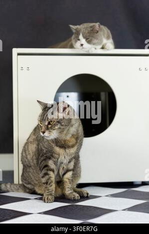 Vieux chat tigré et jeune chat British Shorthair devant la litière Banque D'Images