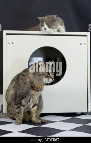 Vieux chat tigré et jeune chat British Shorthair devant la litière Banque D'Images