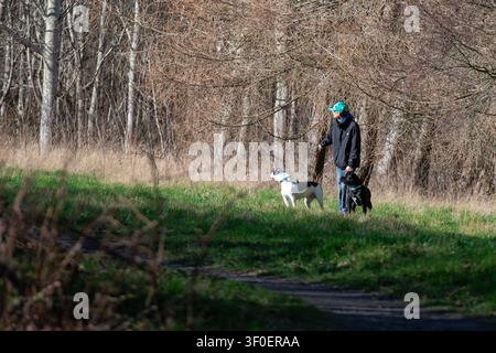 Homme promenant des chiens dans le parc Craigmiller à Édimbourg, Écosse Banque D'Images