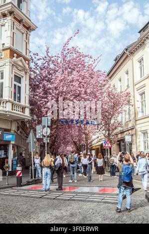 Les fleurs de cerisier japonaises forment un tunnel Banque D'Images