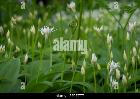 Fleurs d'ail sauvage (Allium ursinum) épanouies dans une forêt printanière luxuriante, avec des fleurs blanches délicates s'élevant au-dessus de feuilles vertes vibrantes. Banque D'Images